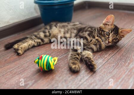 Cute charcoal bengal kitty cat laying with toy on the floor at home Stock Photo