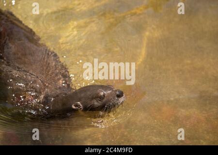 Baby seal swimming in the river holding her head out of the water captured on a sunny day Stock Photo