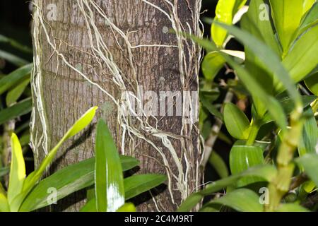 Palm Tree Trunk With Orchid Leaves And Roots Stock Photo
