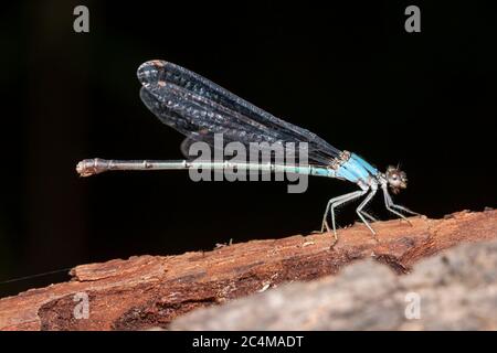 Blue-fronted Dancer (Argia apicalis) - Female Stock Photo