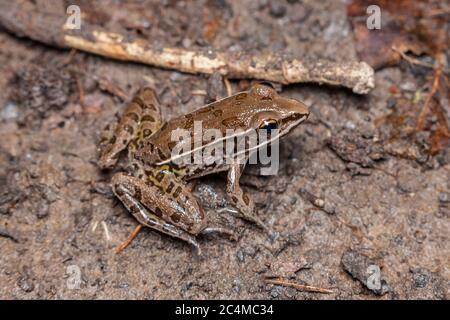 Southern Leopard Frog (Lithobates sphenocephalus) Stock Photo