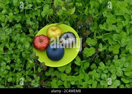 Painted or poisonous magical apples on the plate in the clover grass. Esoteric, gothic and occult background with magic objects, mystic and fairy tale Stock Photo