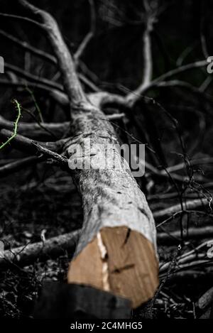 Freshly cut American Hornbeam lying on the forest floor Stock Photo