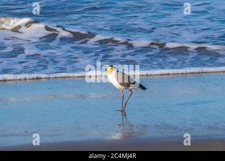 masked lapwing (Vanellus miles), also known as the masked plover patroling the shoreline of Bramston Beach, Northern Queensland, Australia Stock Photo