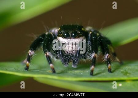 Black jumping spider sitting on a leaf super macro shot Stock Photo