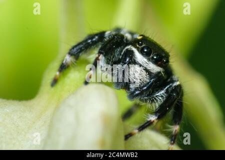 Black jumping spider sitting on a leaf super macro shot Stock Photo