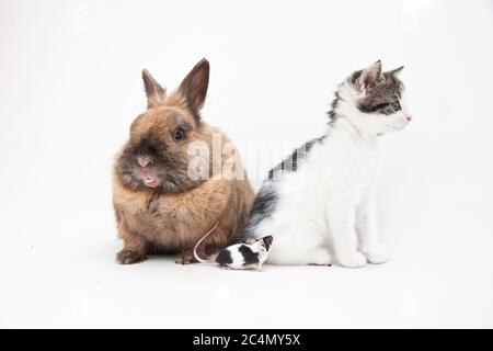 Isolated shot of a rabbit and a kitten sitting in front of a white background Stock Photo