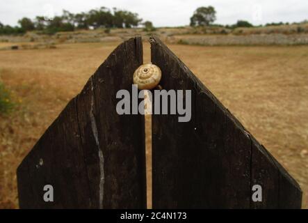 BIRZEBBUGA, MALTA - May 18, 2014: White snail on top of a wooden gate, with harvested wheat fields in the background, surrounded by rubble walls. Stock Photo