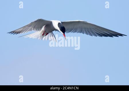 An adult Common Tern (Sterna hirundo) hovers over the River Cam, Waterbeach, Cambridgeshire, England, UK. Stock Photo