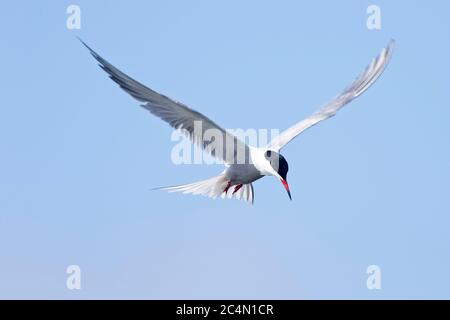 An adult Common Tern (Sterna hirundo) hovers over the River Cam, Waterbeach, Cambridgeshire, England, UK. Stock Photo