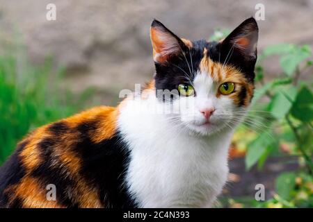 curious calico cat walking outside. predator in the autumn garden Stock Photo