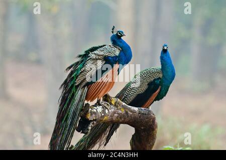 Two peacocks (Pavo cristatus) in Kanha National Park India Stock Photo