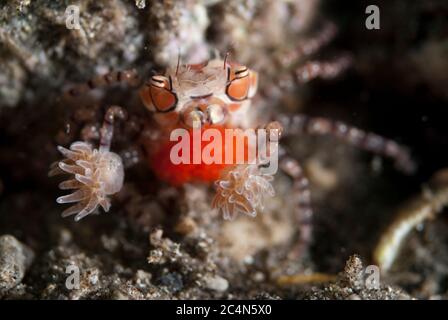 Pom-pom Crab, Lybia tesselata, with eggs and holding Anemones, Triactis producta, in modified chelae for protectinn, Mosque Muck dive site, near Reta Stock Photo