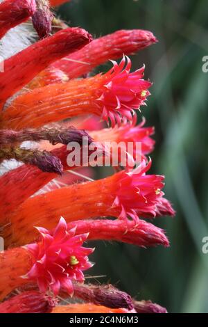 Kaktus cleistocactus hyalacanthus Stock Photo