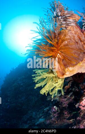 Crinoid, Comatulida Order, on Sponge, Porifera Phylum, with sun in background, Tutuntute dive site, near Uhak village, Wetar Island Stock Photo