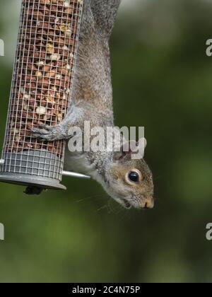 Grey Squirrel (Sciurus carolinensis) hanging upside down on nut feeder, Cambridgeshire, England Stock Photo