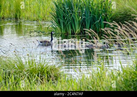 Canada goose with newly hatched chicks, swimming in the water, four soft chicks behind yellow grass Stock Photo
