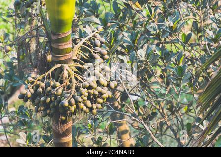 A bunch of betel nuts hanging on areca nut palm in the jungle of India Stock Photo