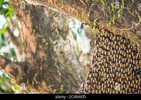 Hive of giant Asian honey bees nesting on tree. Apis dorsata. Stock Photo