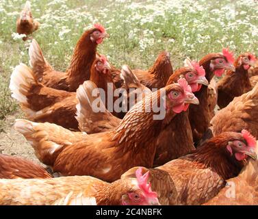 A Collection of Free Range Egg Laying Chickens. Stock Photo