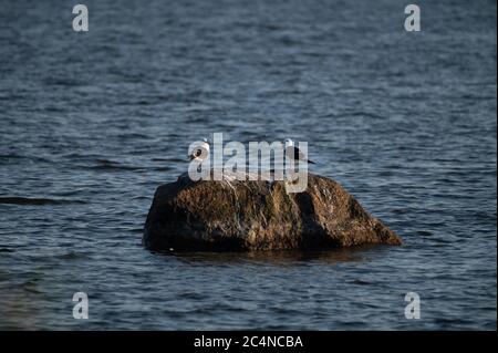 Two pacific seagulls standing on a rock in the middle of a sea. Stock Photo
