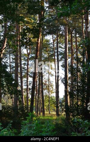 Woodland canopy at Lackford Lakes, Suffolk, UK Stock Photo