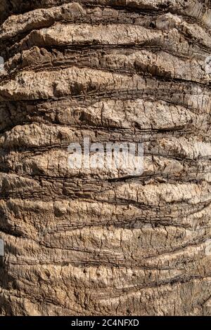 Palm tree bark texture Stock Photo