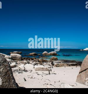 Penguins, Cape Town South Africa Stock Photo