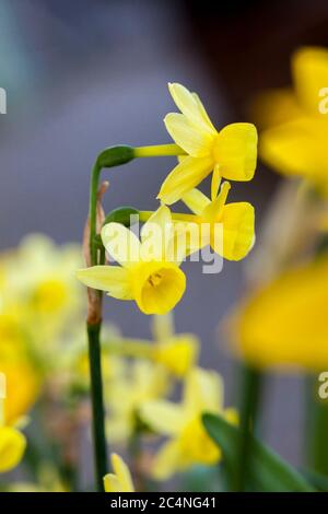 Daffodil (narcissus) 'Angels Whisper' growing outdoors in the spring season Stock Photo