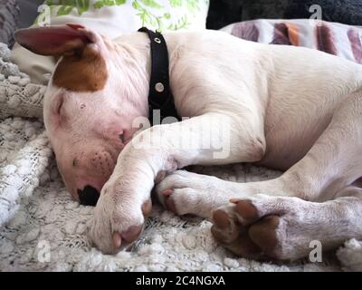 Cute white English bull terrier puppy sleeping. Bullterrier dog Stock Photo
