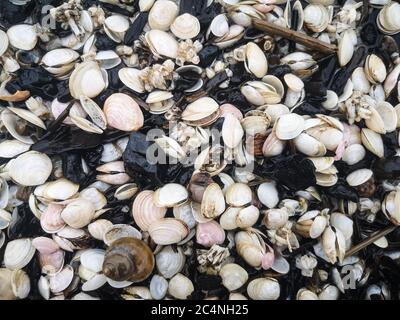 Close up plenty of black white gray Baltic Sea sea shells background texture Stock Photo