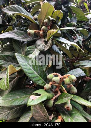 Green loquat fruits on banch Stock Photo