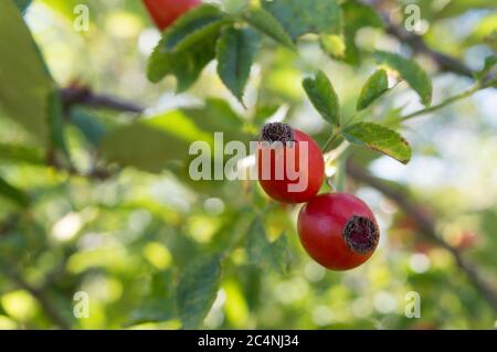 Pair of wild rose hips, Rosa canina, in the sunlight, close-up taken in late summer Stock Photo