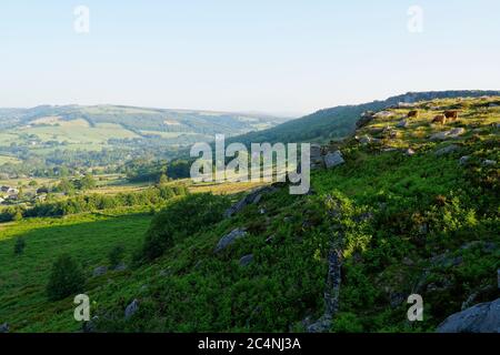 On a hazy summewr morning Highland cattle graze among the gritstone rocks of Baslow Edge. Stock Photo