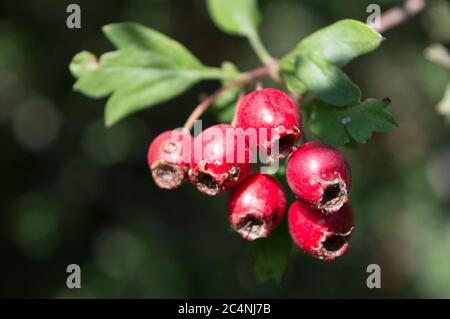Close-up of Common hawthorn fruits with leaves, lat. Crataegus monogyna Stock Photo