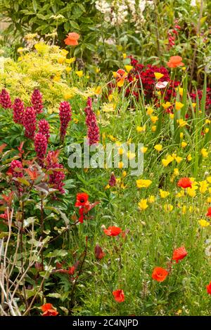 Stunning garden flowers growing in a flowerbed. Seasonal plants during summer in England Stock Photo