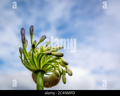 Agapanthus africanus commonly known as lily of the Nile, or African lily. Close-up view of Single Flower. Selective focus. blue sky in the background Stock Photo