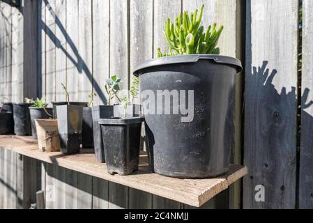 A simple potting and seedlings bench in the warm winter sun in a Sydney, Australian garden made from a used fence paling and two L brackets Stock Photo