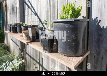 A simple potting and seedlings bench in the warm winter sun in a Sydney, Australian garden made from a used fence paling and two L brackets Stock Photo