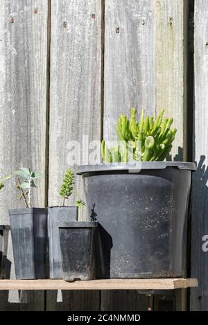 A simple potting and seedlings bench in the warm winter sun in a Sydney, Australian garden made from a used fence paling and two L brackets Stock Photo