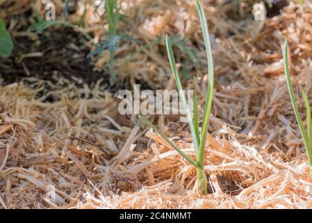 Young garlic plant (Allium sativum) growing in a vegetable patch surrounded by pea straw mulch in Sydney Australia in June (winter) Stock Photo