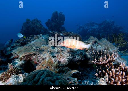 Blacktip grouper, Epinephelus fasciatus, on a coral reef, Heron Island, Great Barrier Reef, Australia Stock Photo