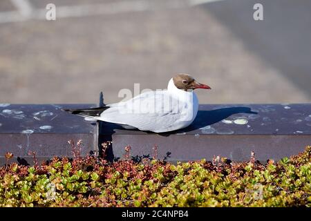 Black-headed gull (Chroicocephalus ridibundus), Copenhagen, Denmark Stock Photo