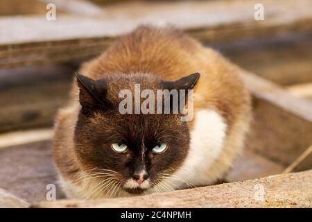 siamese cat sitting on the street in a wooden pallet Stock Photo