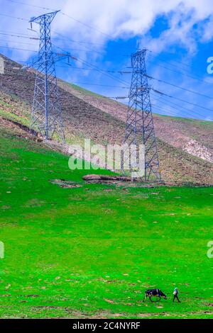 Herd of yaks on green alpine meadow. Mountains with wind turbine on background,created in Tibetan Plateau, China Stock Photo