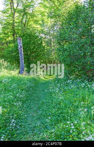 Hiking trail through wildflowers in the Sunshine Meadows of Sunshine ...