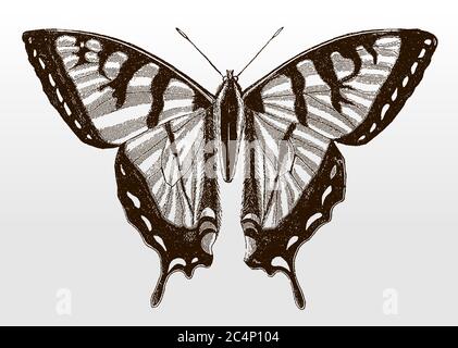 Eastern tiger swallowtail, papilio glaucus, in top view from eastern North America after an antique illustration from the 19th century Stock Vector
