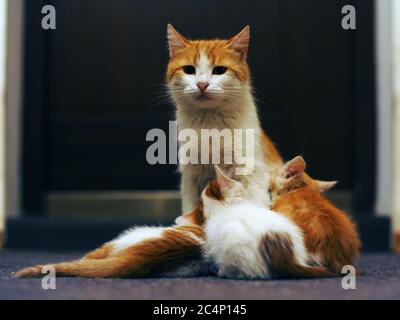 Family adorable ginger kittens in house. Stock Photo