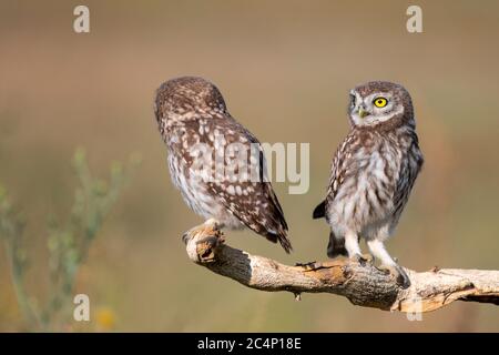 Two young Little owl, Athene noctua, stands on a stick on a beautiful background. Stock Photo