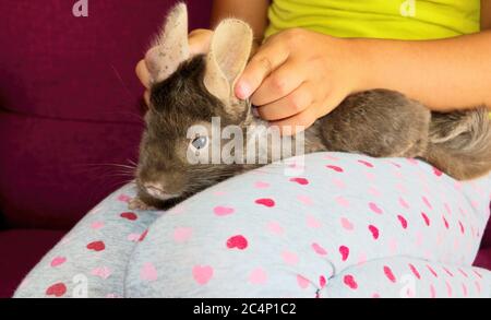 A young homemade brown chinchilla close-up. Stock Photo